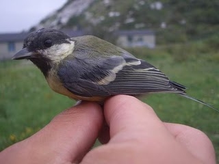 Great Tit, Sundre